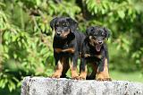 BEAUCERON - PUPPIES 361